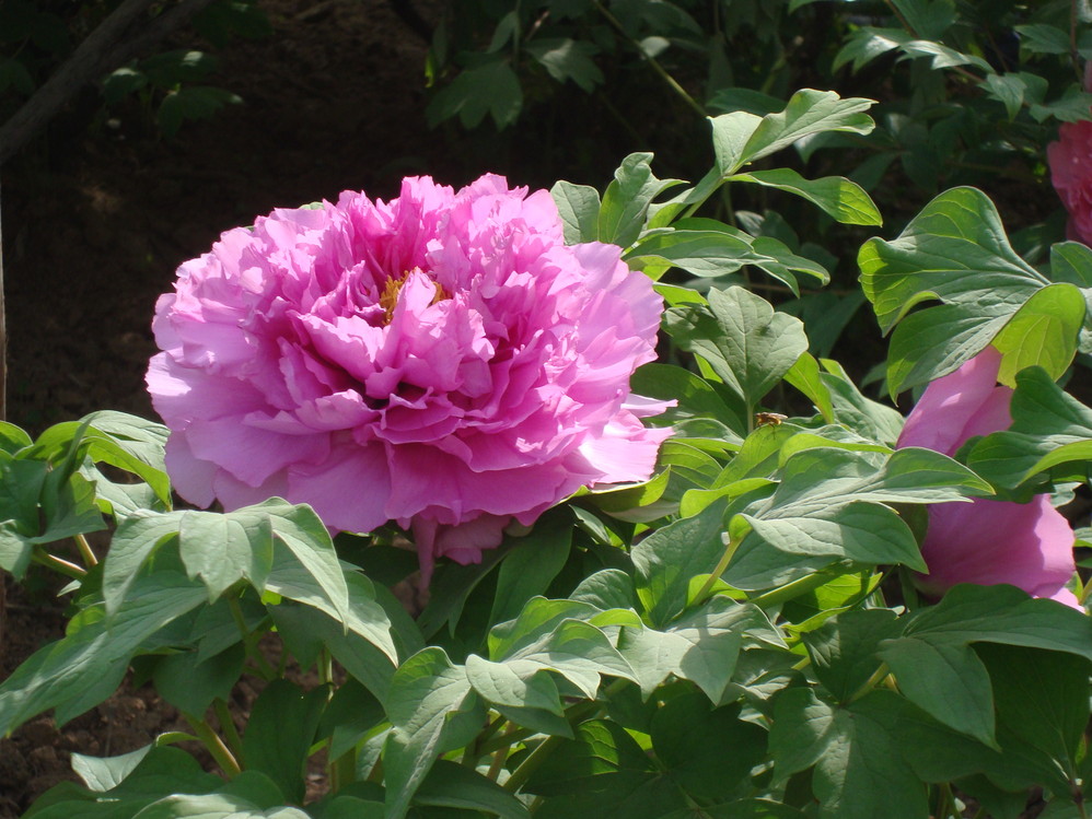 wKgBtE-gAdKYpv_MAAMnfggpulI01.jpeg?imageView2%2F2%2Fw%2F600%2Fh%2F600%2Fq%2F90