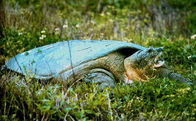 归来兮,瓯江大鼋!