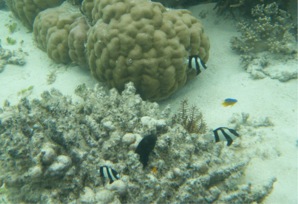 石头鱼图片 wKgByU_zCHudy1OuAA-nQ-YVTxU07.jpeg?imageView2%2F2%2Fw%2F600%2Fh%2F600%2Fq%2F90