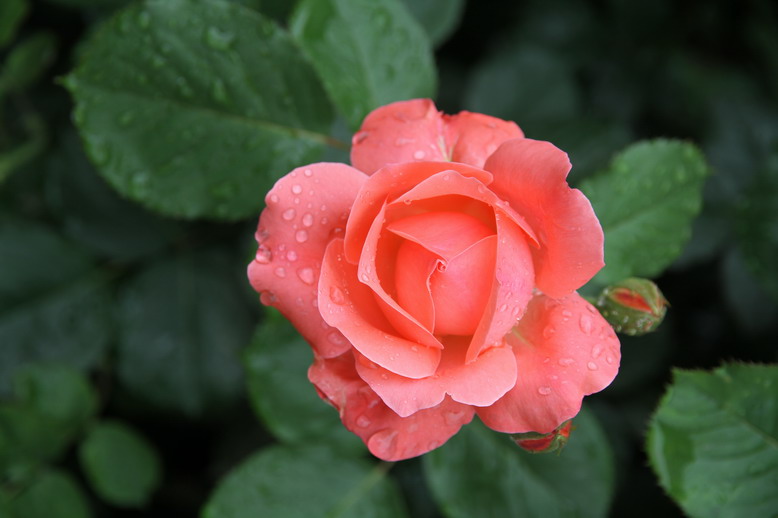 wKgByU-ume2OR1uzAAFBMVDXO3U43.jpeg?imageView2%2F2%2Fw%2F600%2Fh%2F600%2Fq%2F90