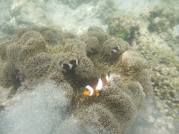 马来西亚沙巴游记攻略,沙巴自助游攻略