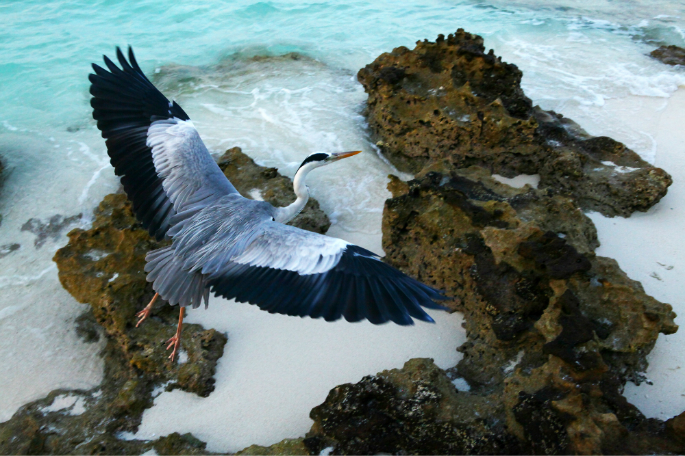 wKgB3FINlsOAGlMsAA3Nl8v9L9U75.jpeg?imageView2%2F2%2Fw%2F600%2Fh%2F600%2Fq%2F90