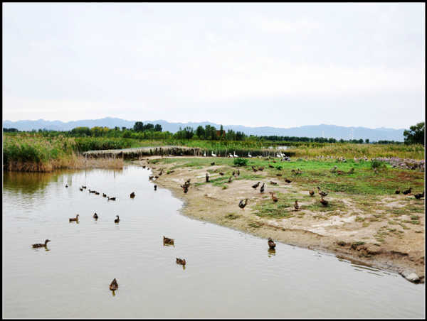 野鸭湖游玩攻略,野鸭湖游玩攻略一日游