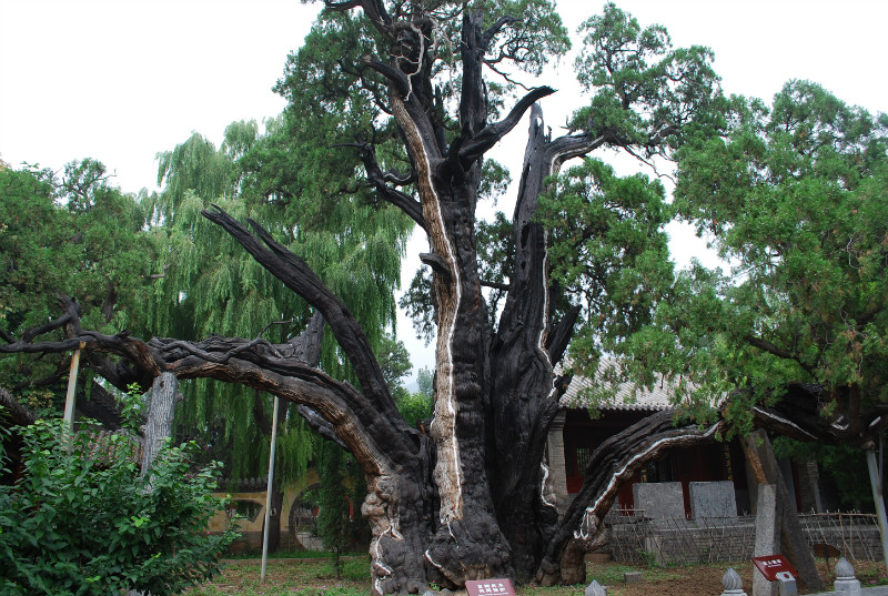 嵩山脚下:中岳庙,太室阙,嵩阳书院,嵩岳寺