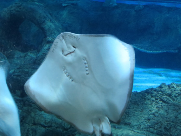 海底动物的特点简介 wKgB4lONuVeAbDPlAAW3vD_zWxQ48.jpeg?imageView2%2F2%2Fw%2F600%2Fq%2F90%7CimageMogr2%2Fstrip%2Fquality%2F90