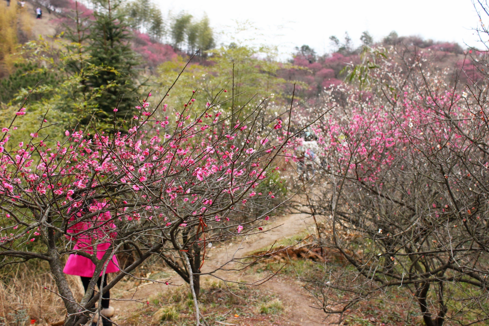 孤芳不自赏—安吉杭垓镇赏千亩梅花图片48,安吉旅游景点,风景名胜