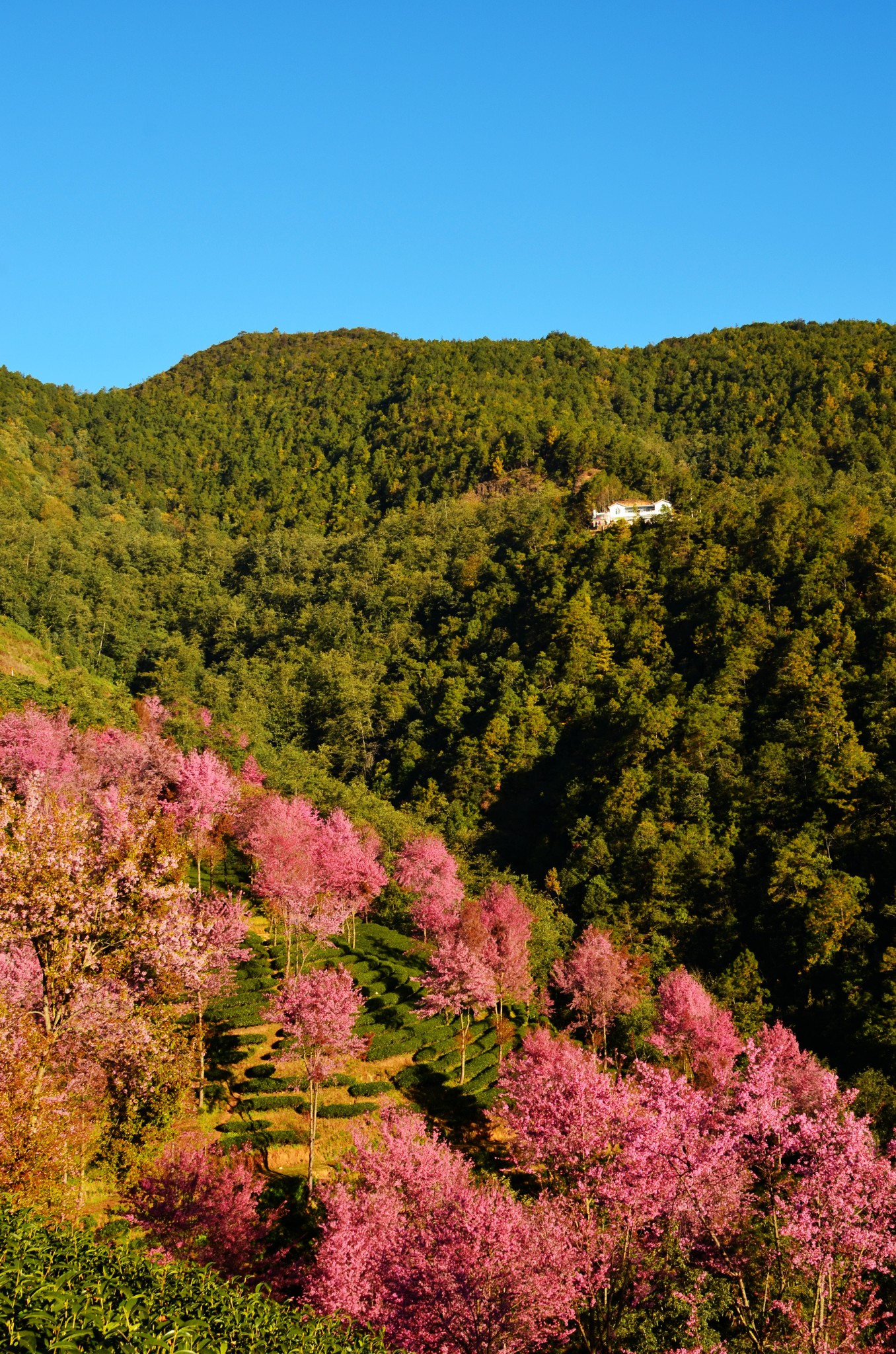 云南无量山樱花谷-大理南涧,南涧旅游攻略 - 马蜂窝