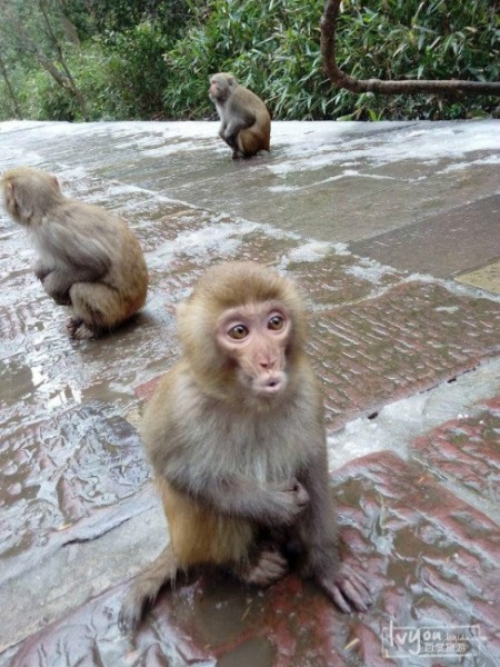 新乡猴子游玩攻略,新乡猴子游玩攻略图