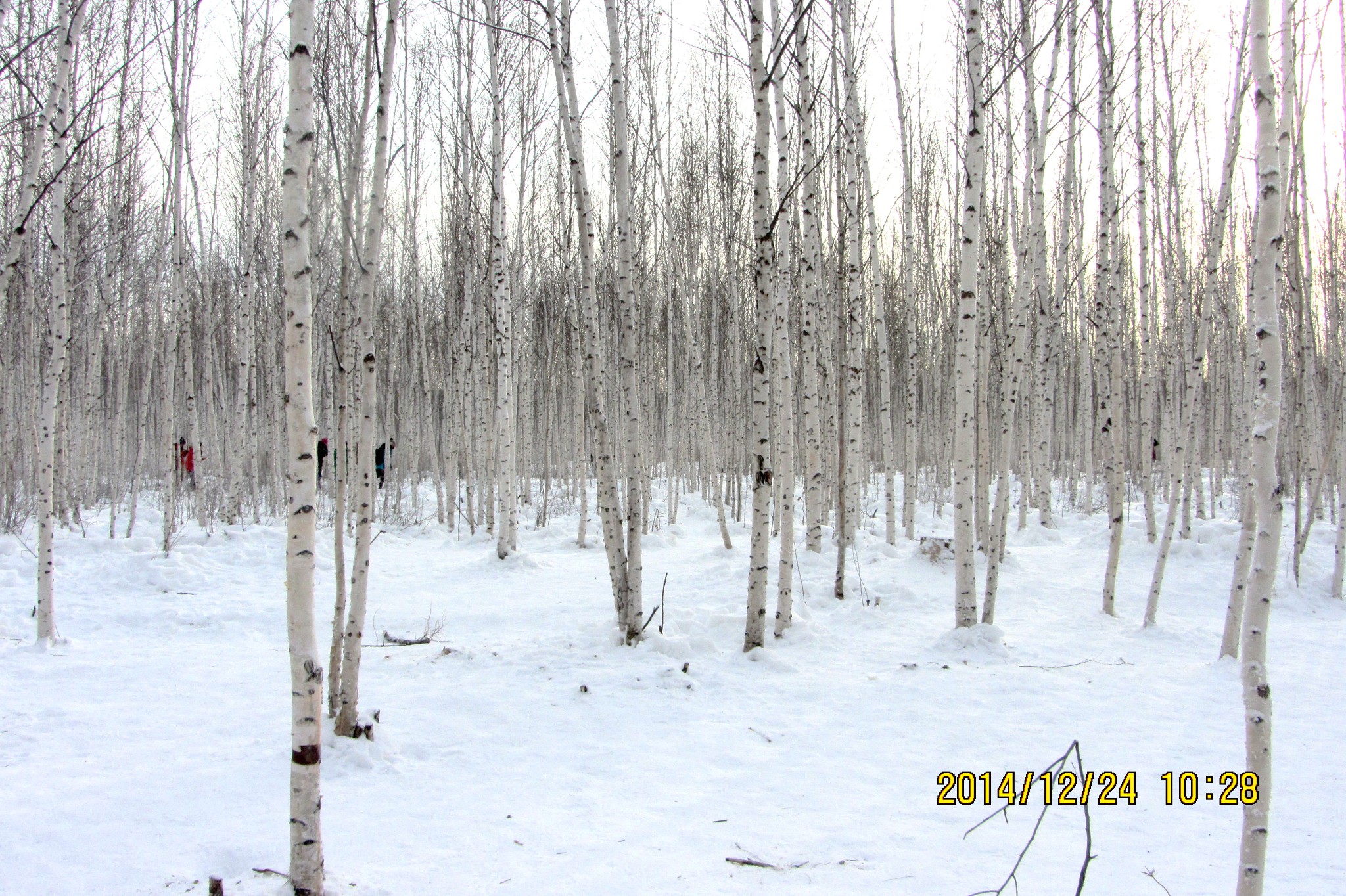 迷失在雪白的白桦林中——东北大兴安岭图片93,东北