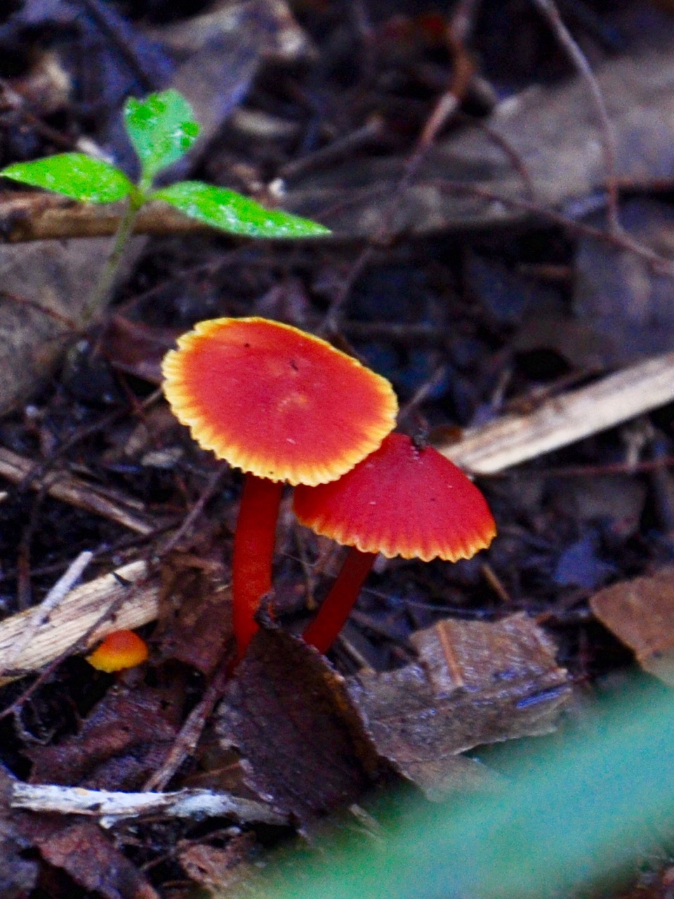 wKgBpVWjQ72AVItPAAUTIlGWD5813.jpeg?imageView2%2F2%2Fw%2F600%2Fh%2F600%2Fq%2F90