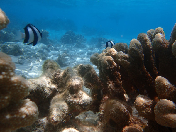 塞班是个啥鬼 wKgBpVW3i1yAYgDTAAk4rgNzn1Q50.jpeg?imageView2%2F2%2Fw%2F600%2Fq%2F90%7CimageMogr2%2Fstrip%2Fquality%2F90