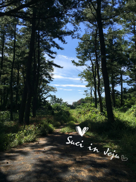 治愈系小岛上的美好时光 济州岛 Jeju 环岛の旅 