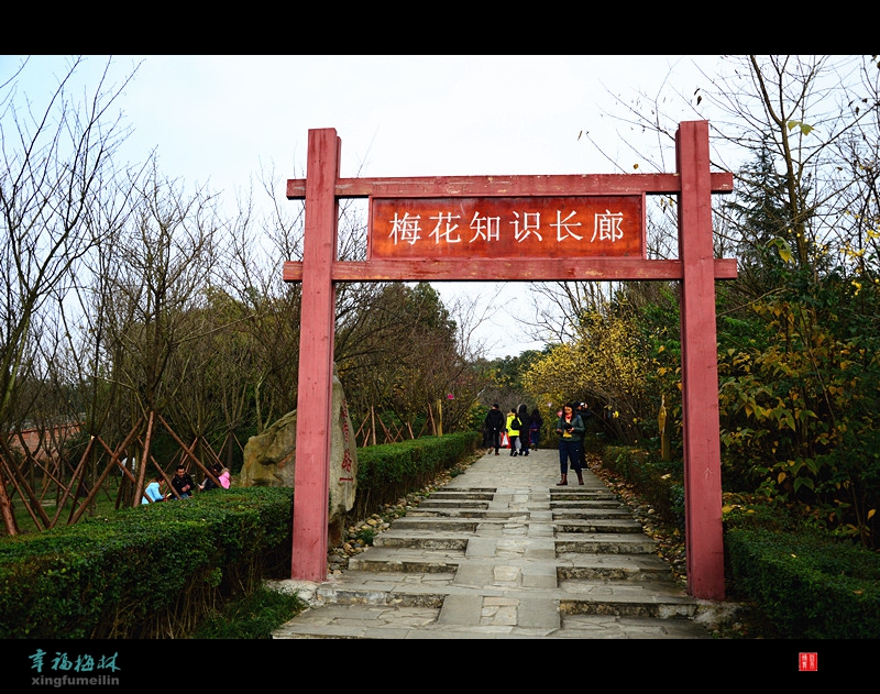 三圣乡幸福梅林——冬梅绽后夏荫凉图片88,成都旅游景点,风景名胜