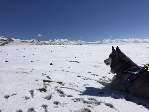 怎么带狗狗去雪山 wKgBs1g-n7yAdM0PAAGv0isGrZk07.jpeg?imageView2%2F2%2Fw%2F600%2Fh%2F600%2Fq%2F90