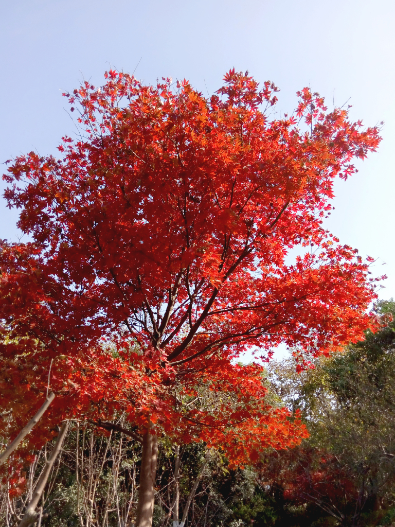 啊,红叶子,红叶子.