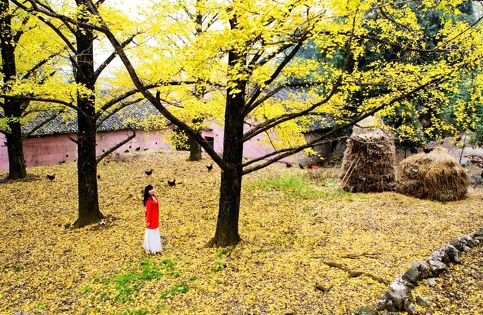 (深圳出发)深入广西海洋乡最美银杏腹地 观金色银杏海洋 大小桐木湾 3