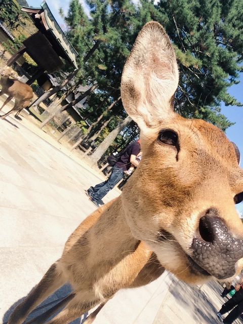 wKgBs1Y-zu2AWJ9LAAKVNrGoL1A99.jpeg?imageView2%2F2%2Fw%2F600%2Fh%2F600%2Fq%2F90