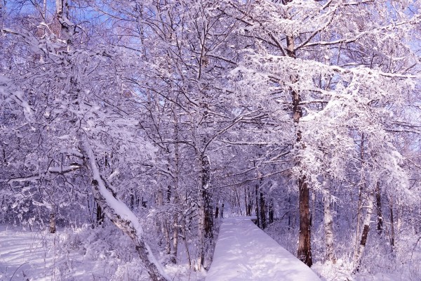 心灵之旅 追雪成诗图片