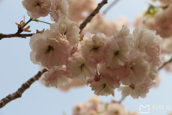 什么时候看樱花最合适 wKgBs1coFkuAMjbcAARBbjHEbYQ64.jpeg?imageView2%2F2%2Fw%2F600%2Fh%2F600%2Fq%2F90
