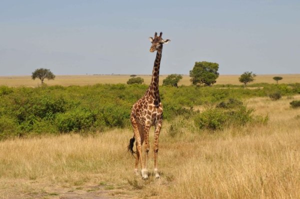 梦境追踪,白色公鸡的追逐——一场寓意深远的解梦之旅 梦境追踪,白色公鸡的追逐——一场寓意深远的解梦之旅