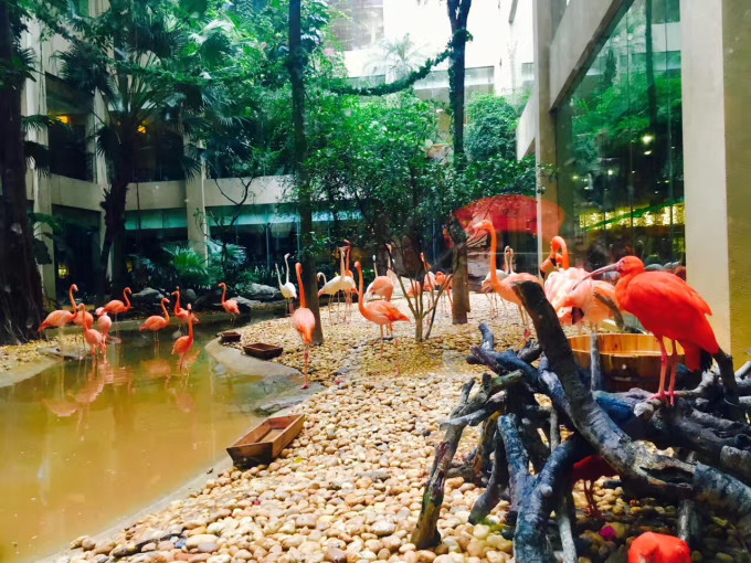 大雨淋漓中的暑期广州珠海长隆亲子行,别样的