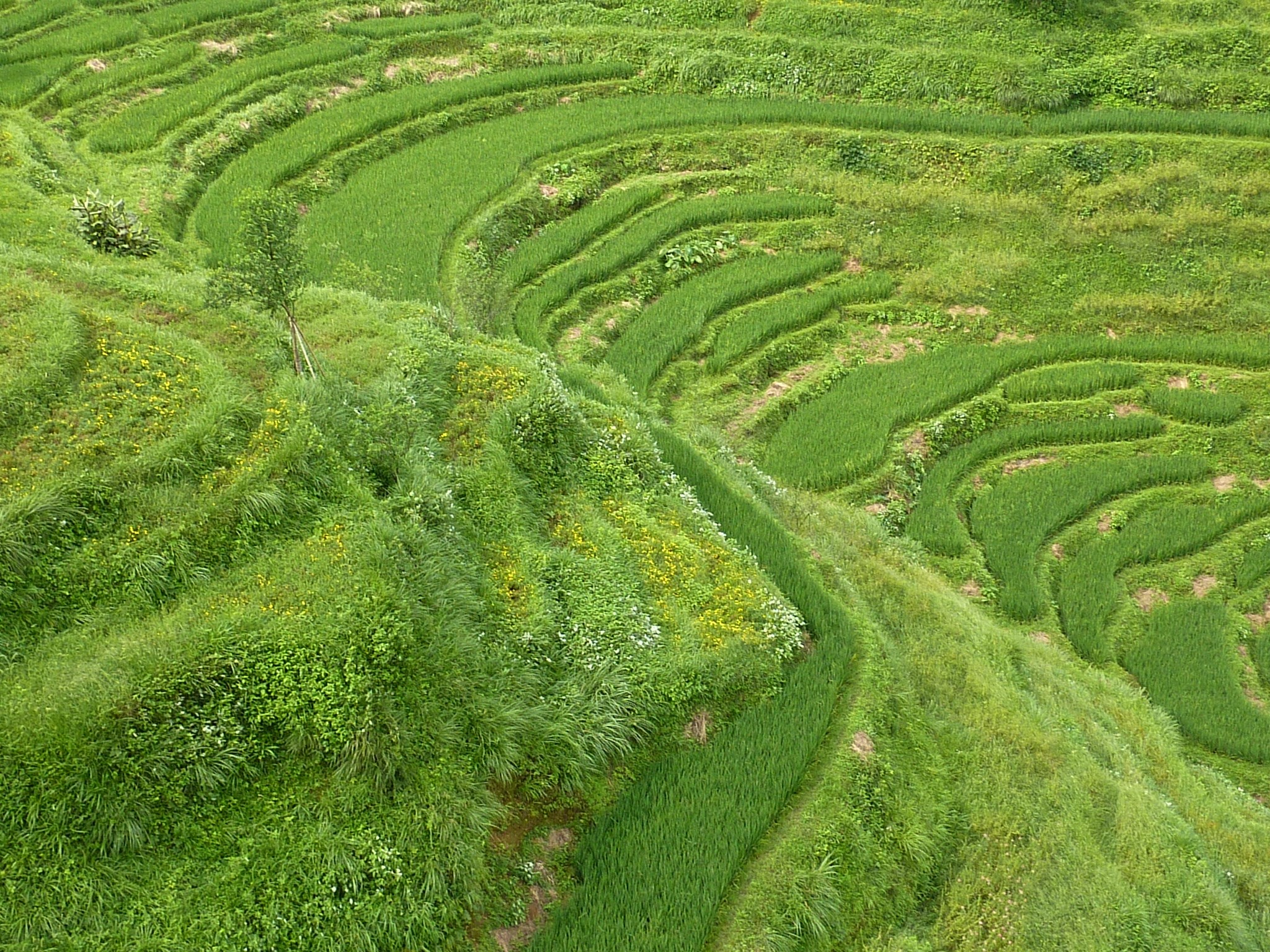 三清山自助遊攻略