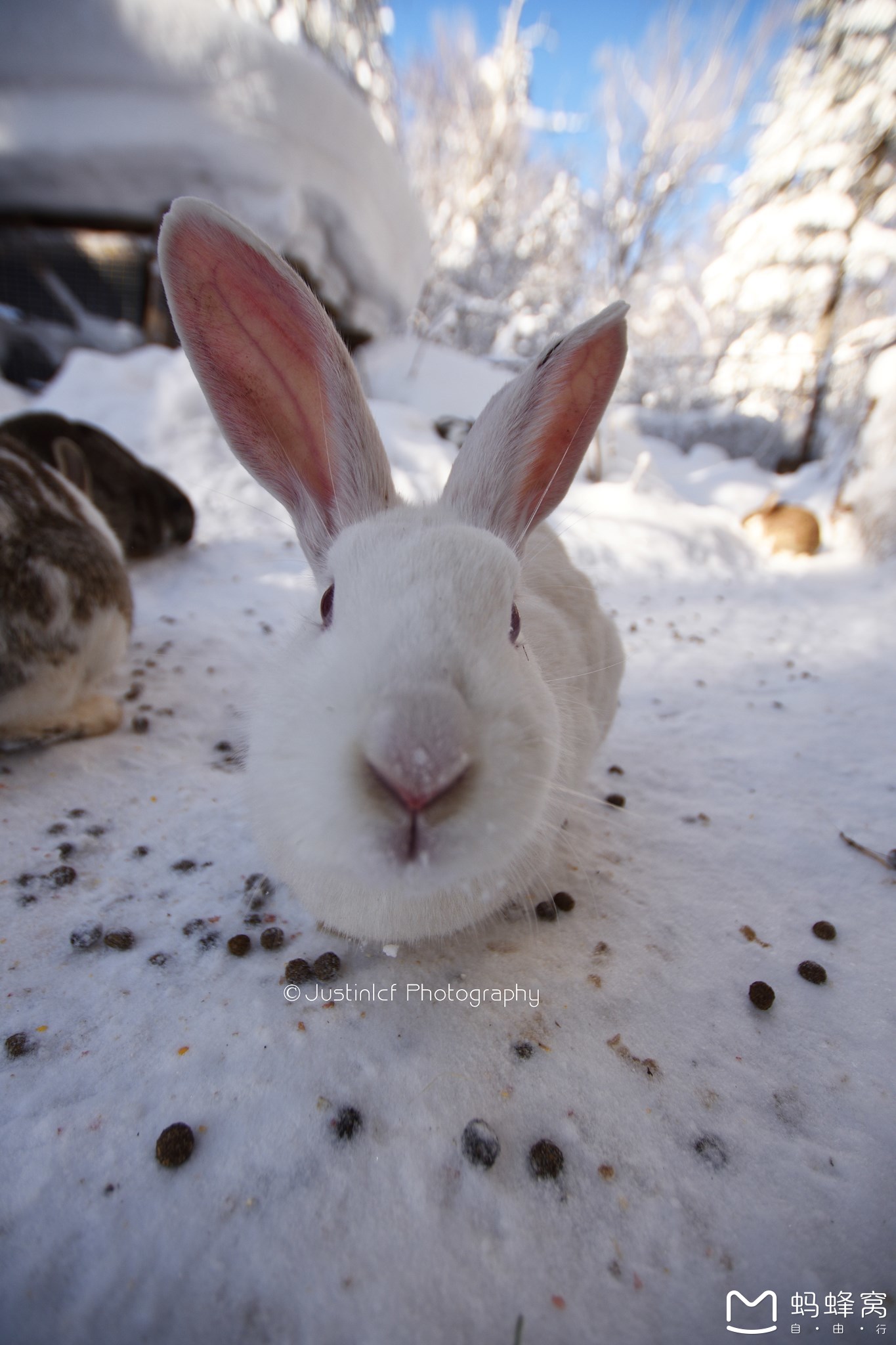 雪鄉自助遊攻略