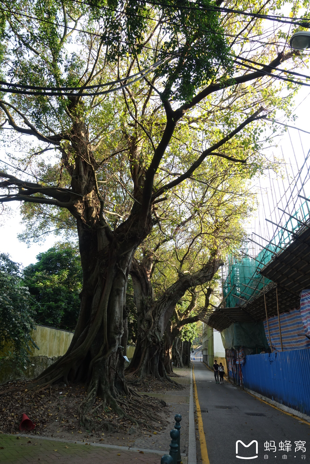 高圆圆赵又廷婚纱照(3)