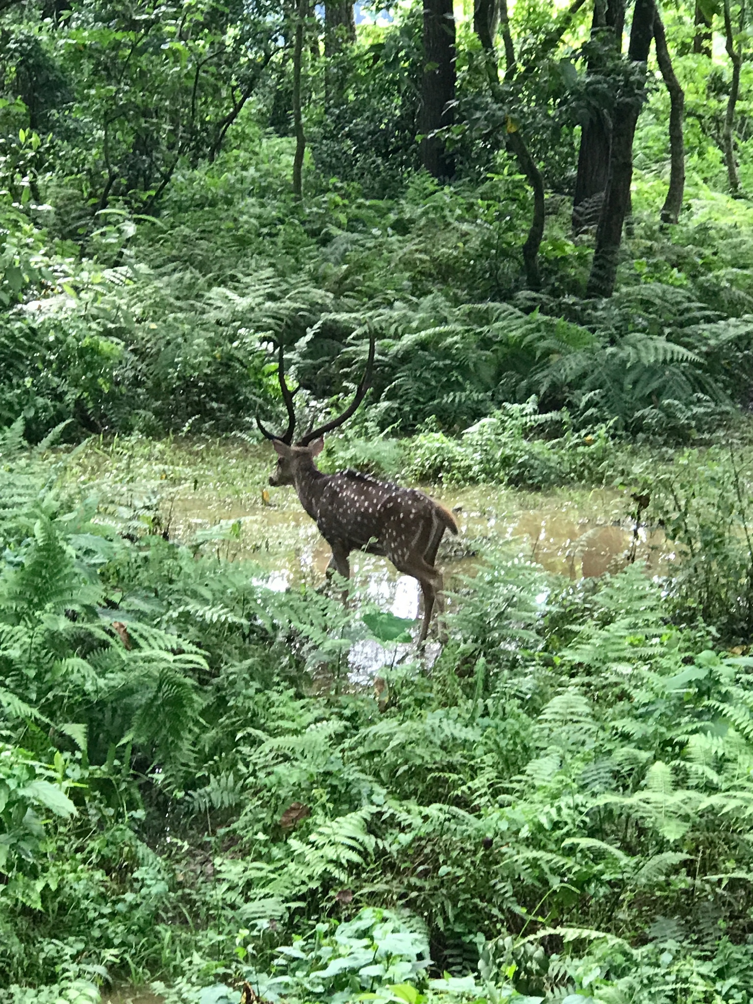 尼泊爾自助遊攻略