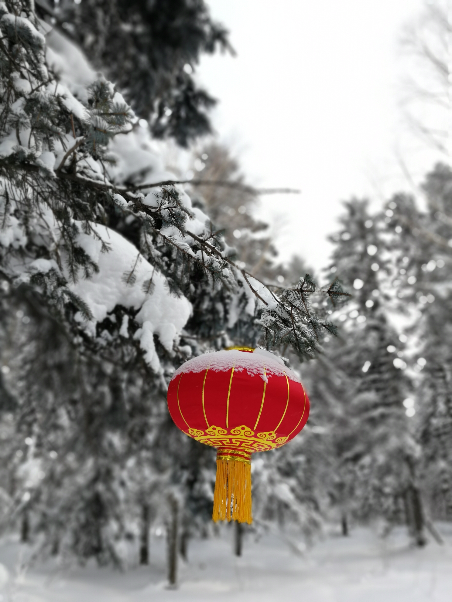 雪鄉自助遊攻略