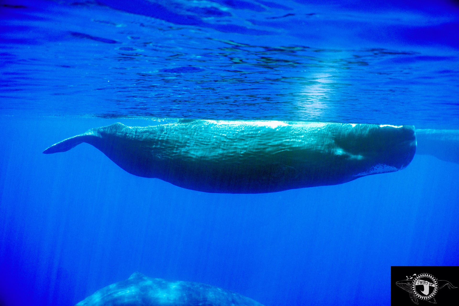 【亭可马里图片】斯里兰卡-观鲸(因为太多朋友