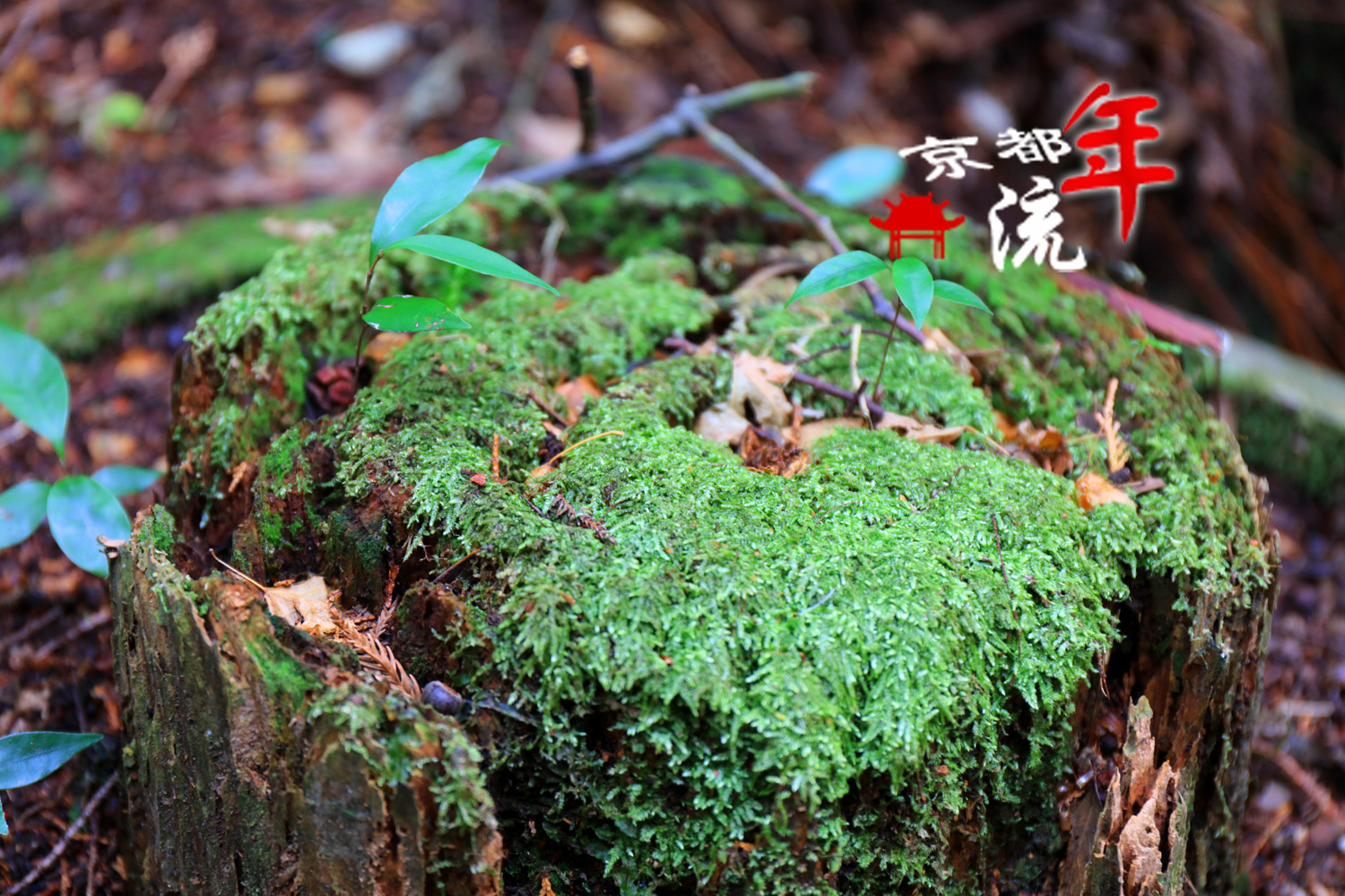 京都自助遊攻略