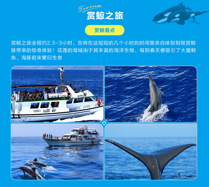 台湾花莲赏鲸半日游出海赏鲸豚寻获率高达95几率可七星潭下车 未见鲸豚可赠船票重游 市区民宿酒店接送 每天多班次 专业讲解 马蜂窝自由行