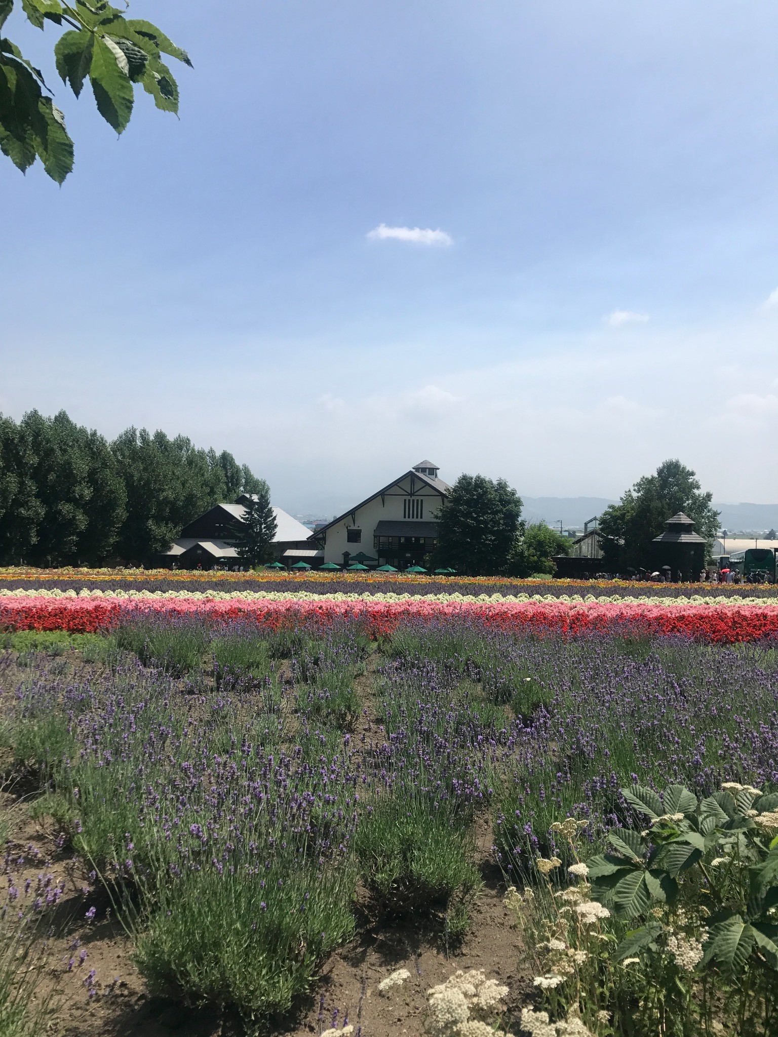 北海道自助遊攻略