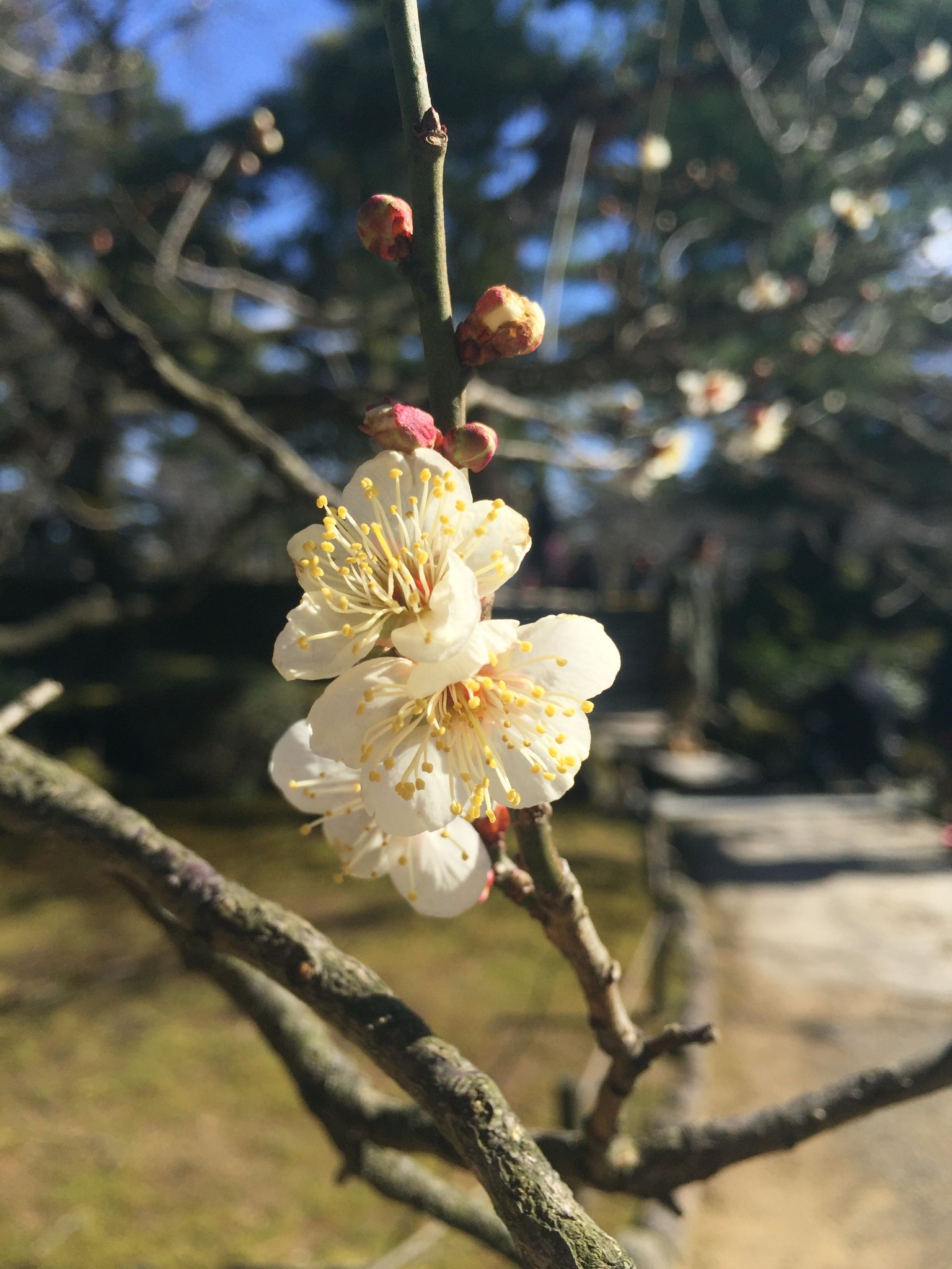 名古屋自助遊攻略