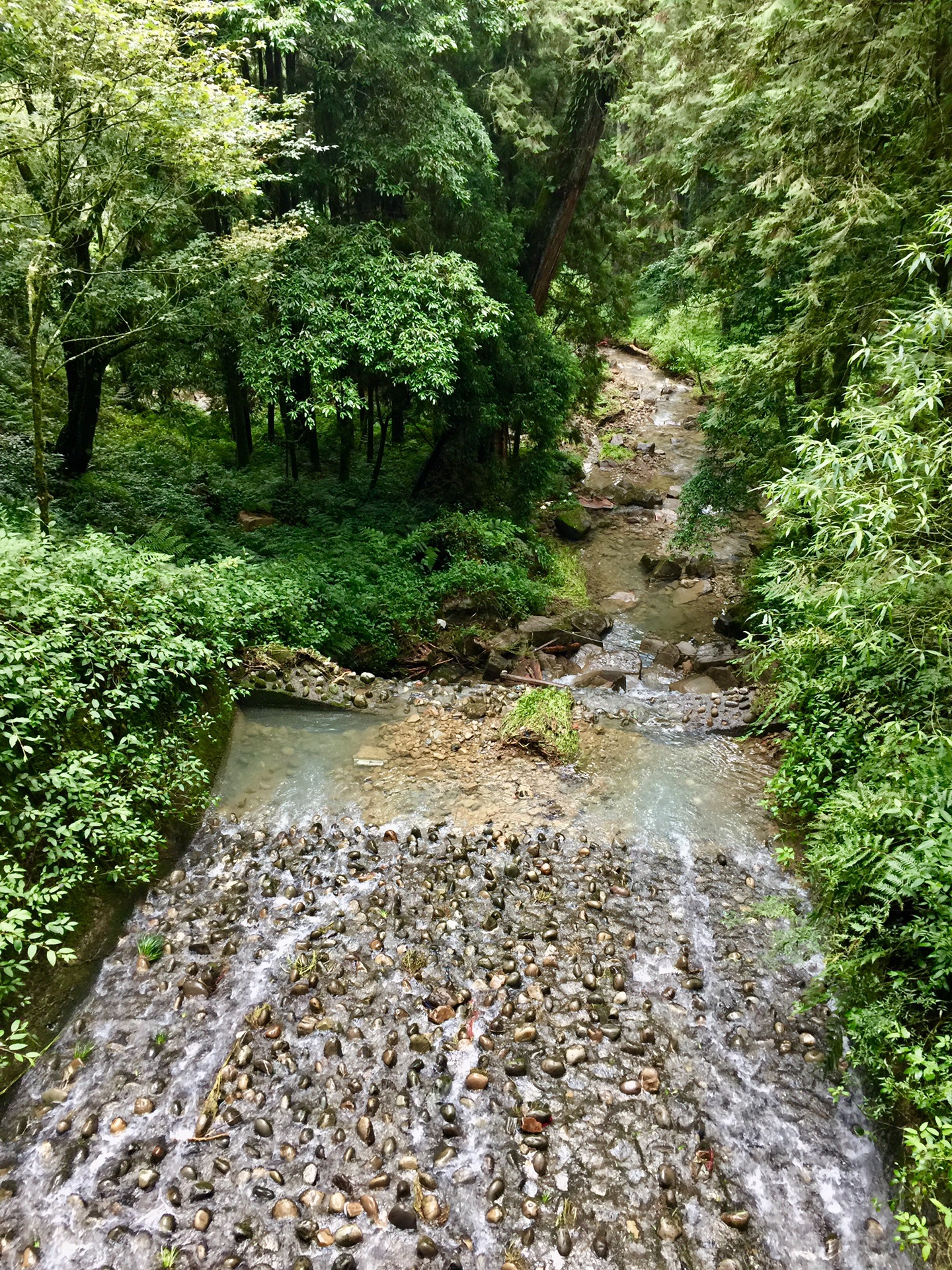 阿裡山自助遊攻略