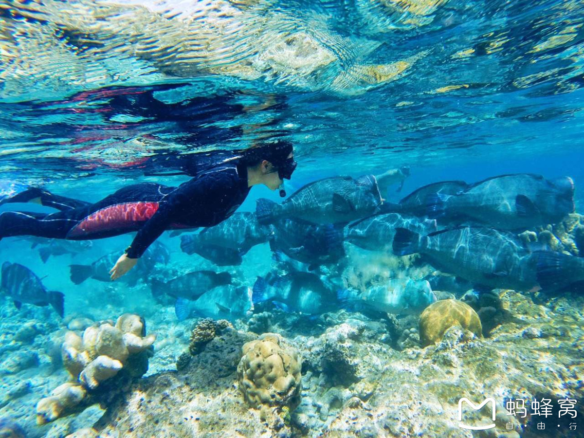马来西亚仙本那升aow潜水,在鱼群的漩涡里游泳,海龟和鲨鱼比路边流浪