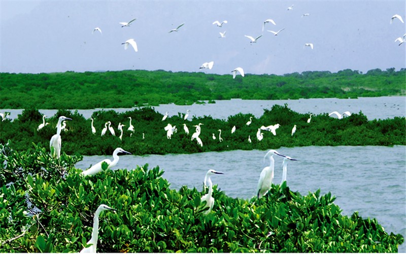 北海金海湾红树林景点门票(当天可定 入园保障)