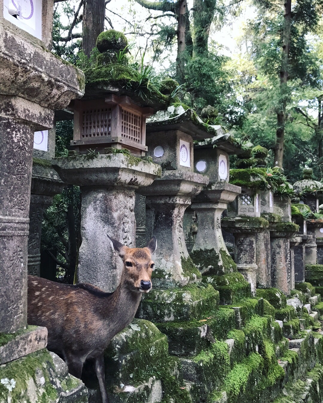 日本自助遊攻略