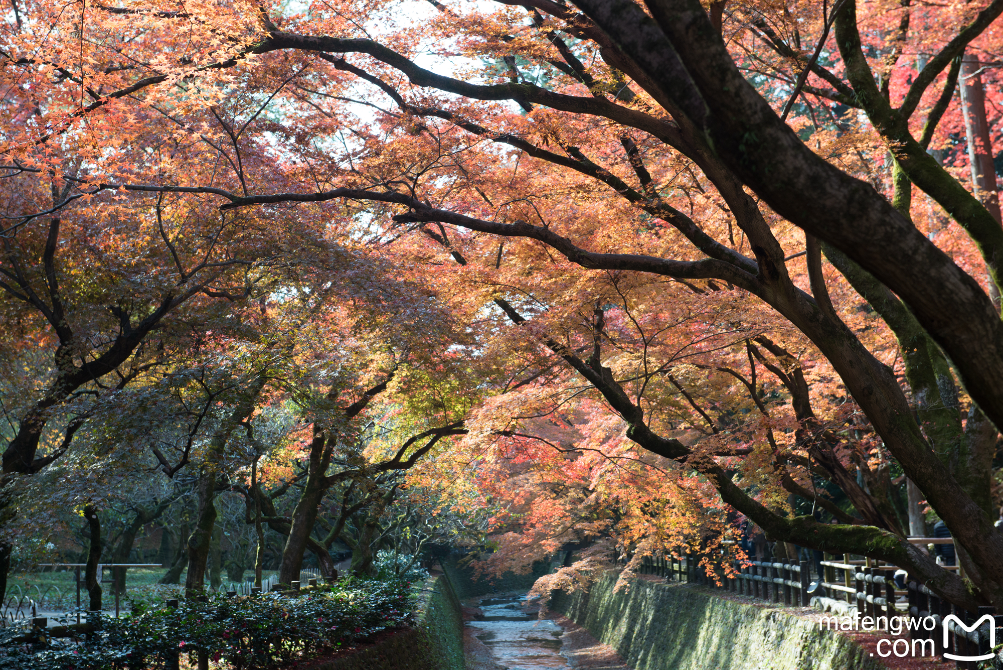 京都自助遊攻略