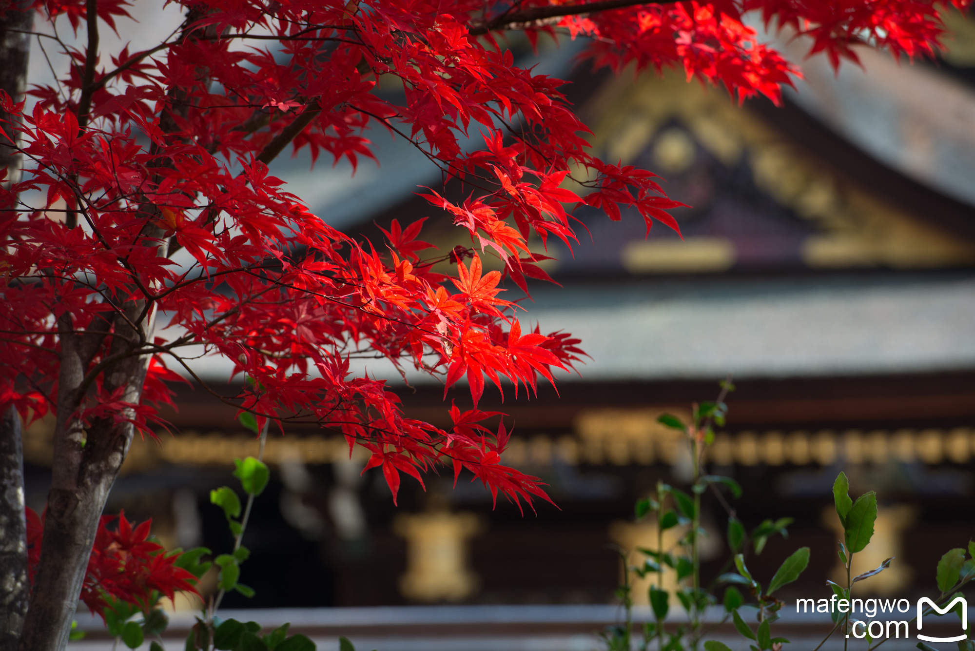 京都自助遊攻略