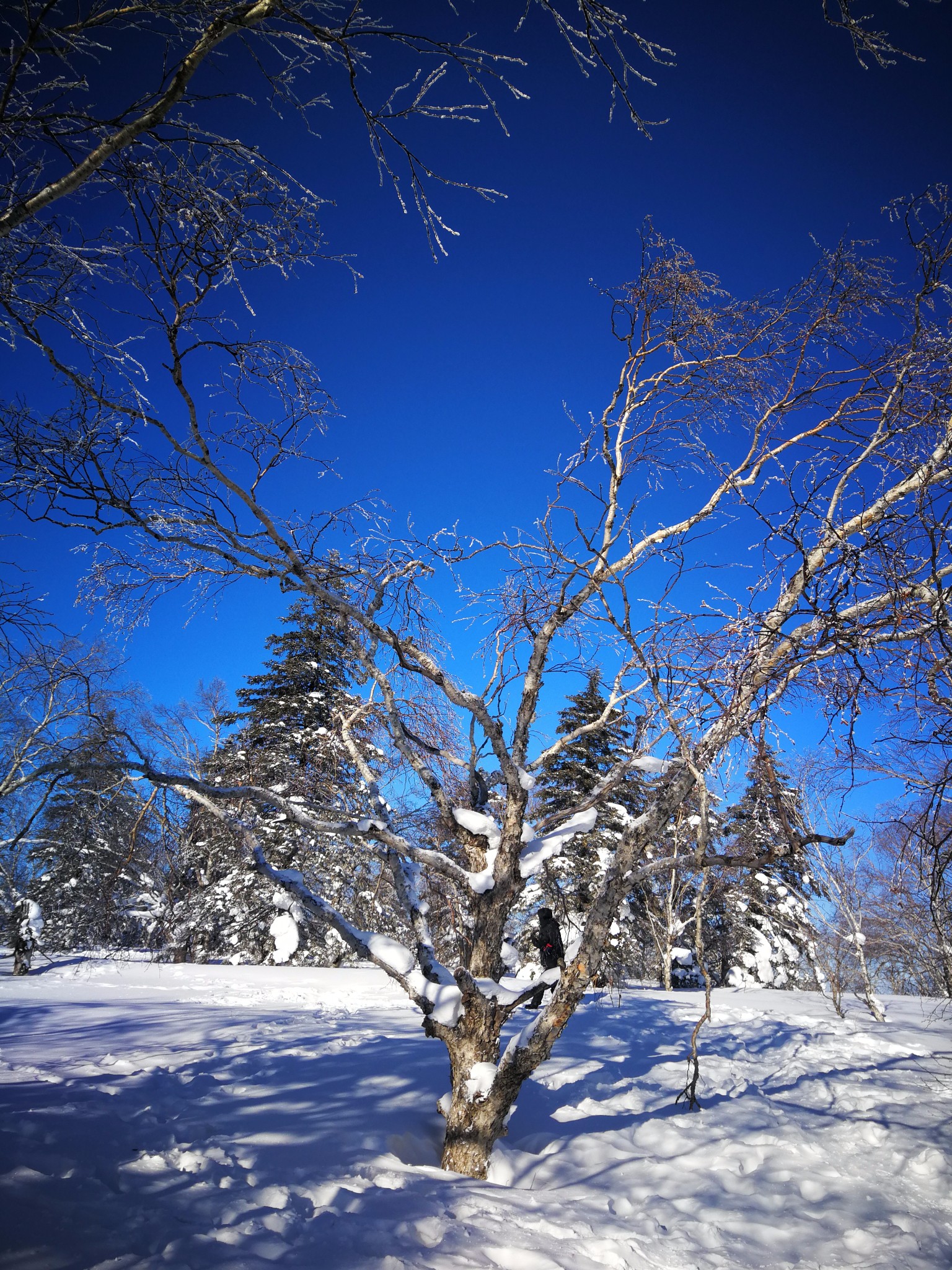 雪鄉自助遊攻略