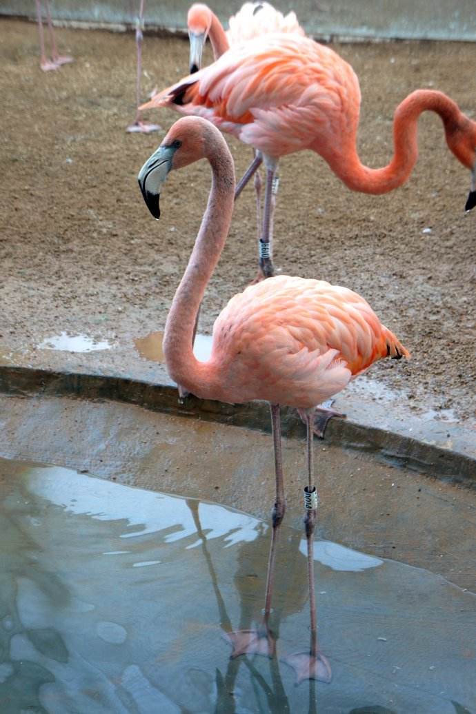 河南登封少林寺 洛阳龙门石窟 开封清明上河园 包公祠 小宋城纯玩2