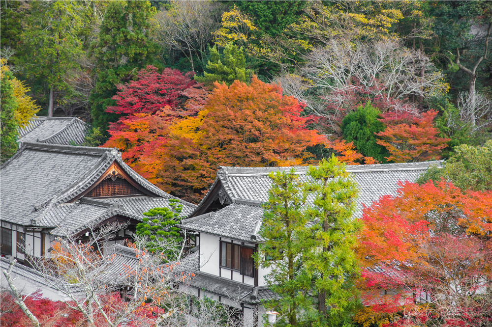 京都自助遊攻略