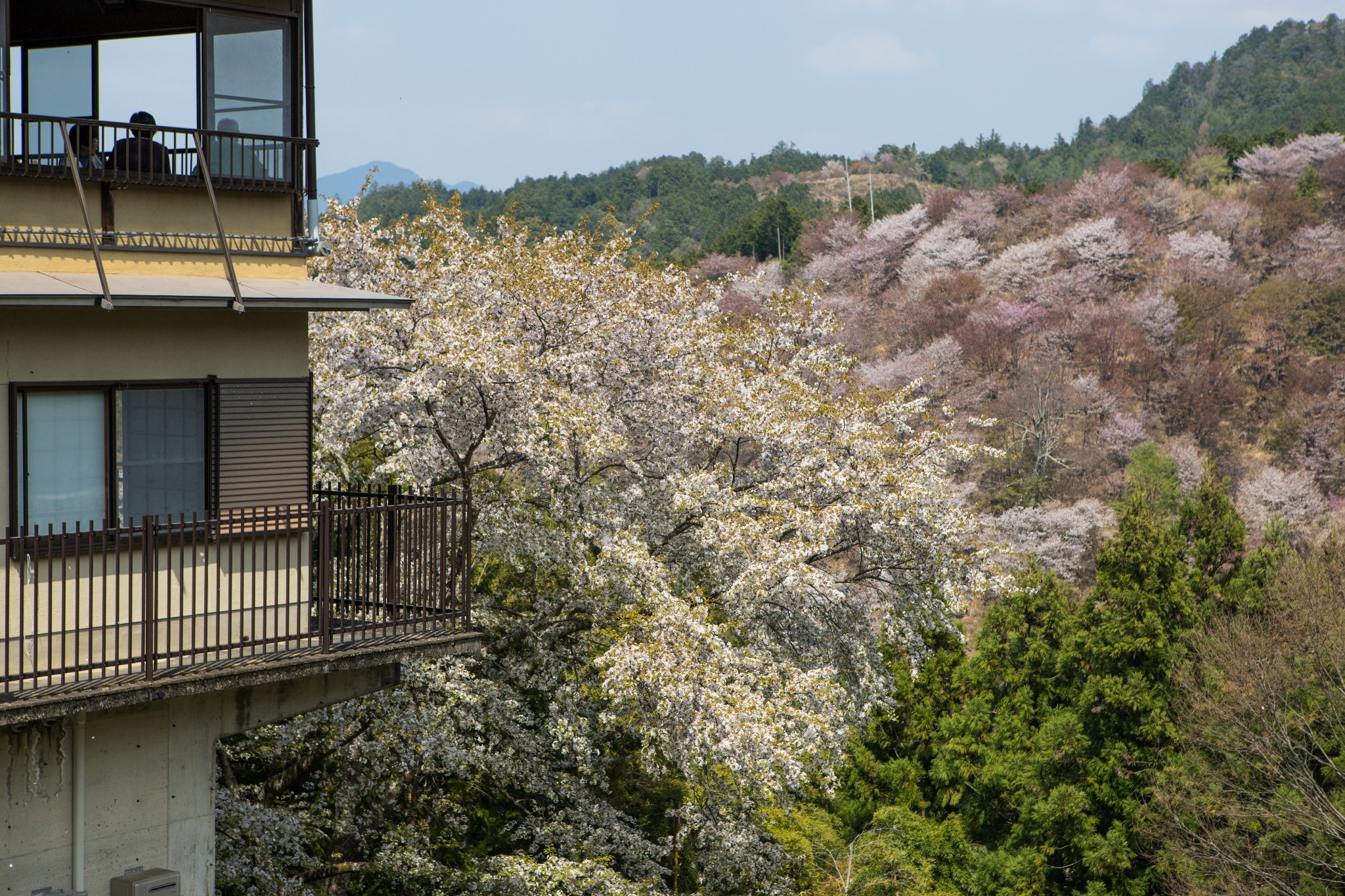 和歌山市自助遊攻略