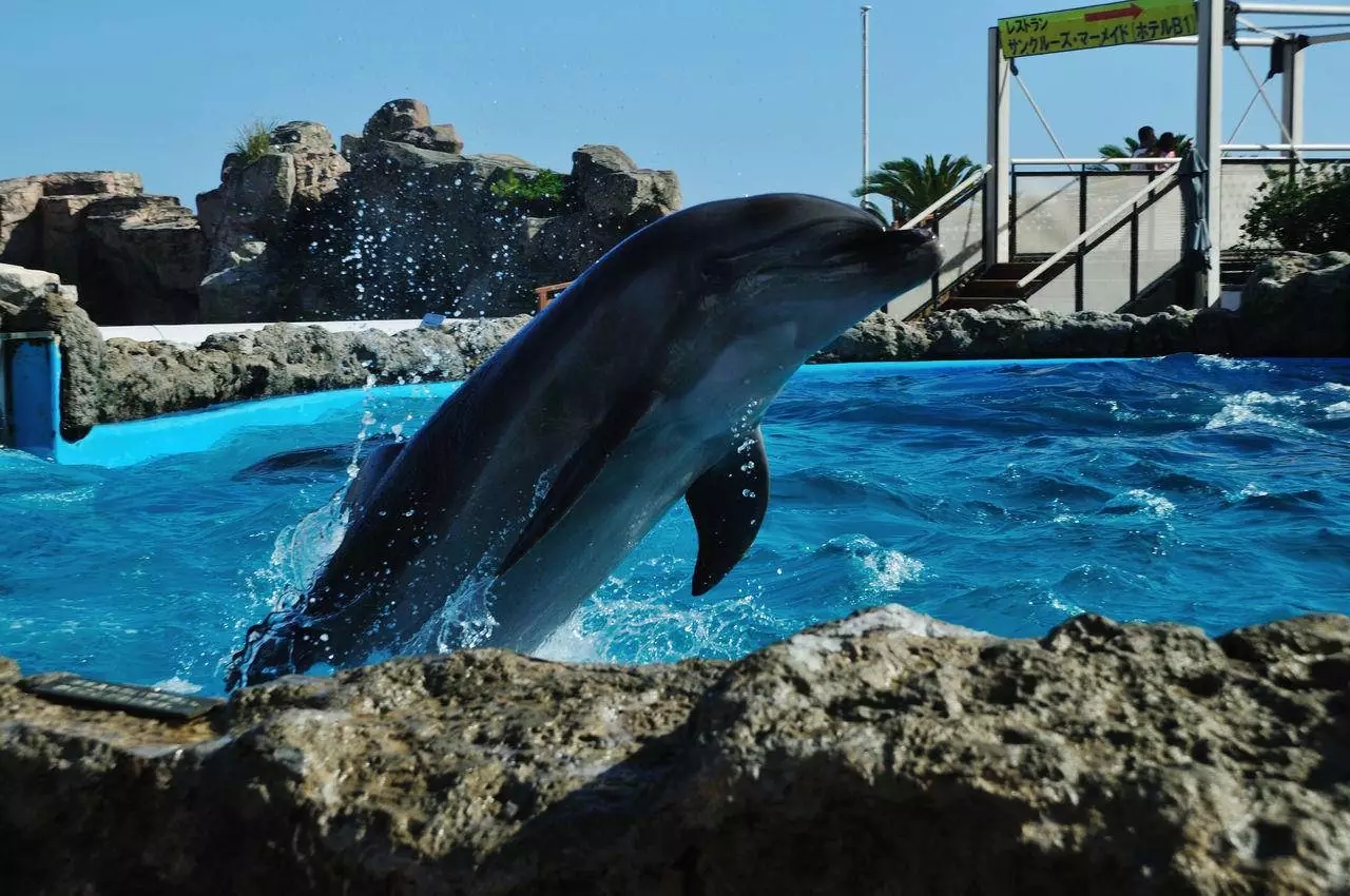 日本超人气海洋馆盘点 | 日剧迷看过来