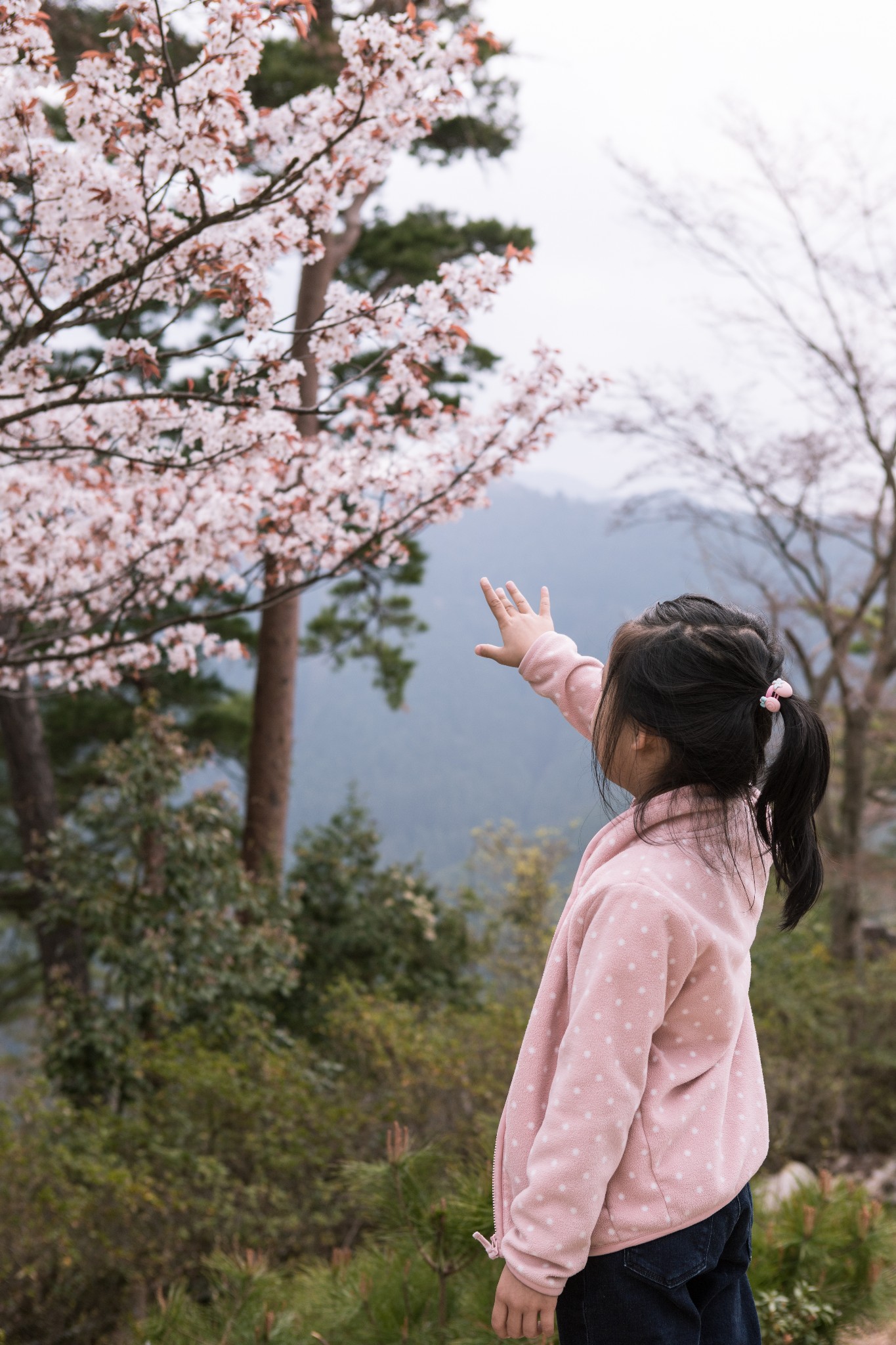 和歌山市自助遊攻略