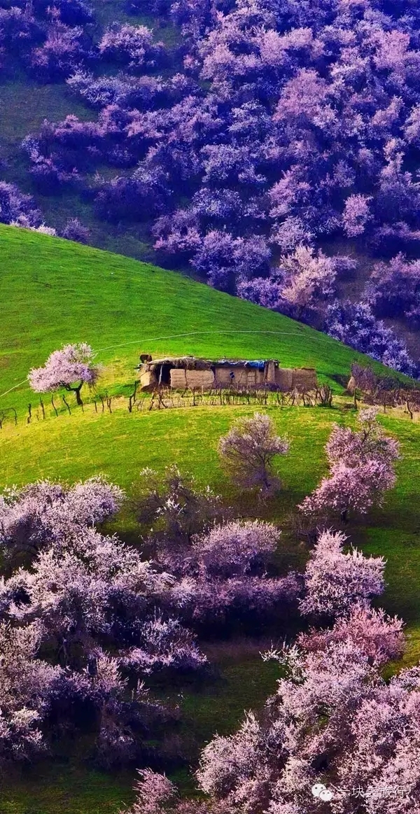 回复游记:4月开始,新疆有一个地方进入一年里最美的时节,它就是伊犁!