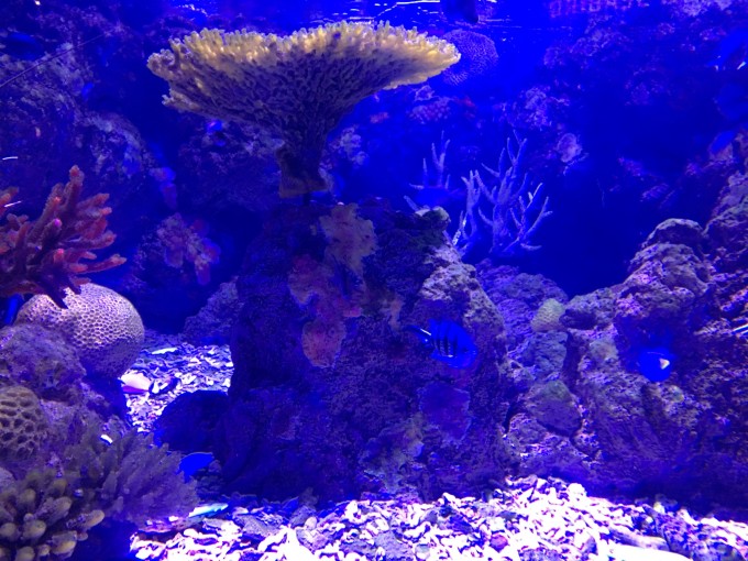 大堡礁自助遊攻略