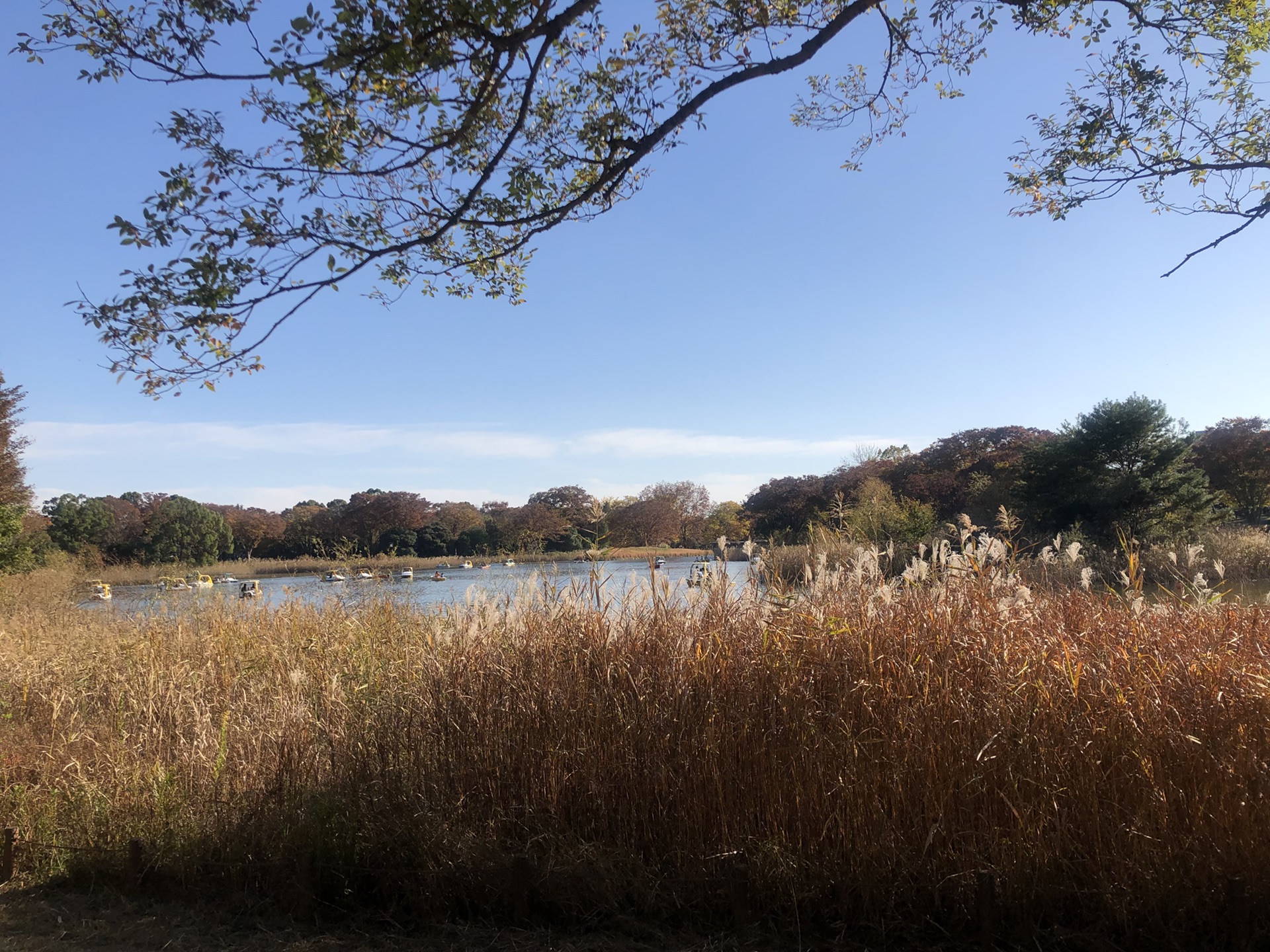 東京自助遊攻略